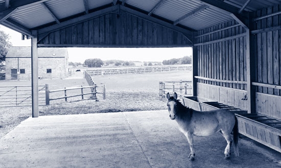 The Donkey Sanctuary